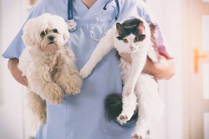 Վետլայֆ Անասնաբուժական Կլինիկա - Vetlife Veterinary Clinic