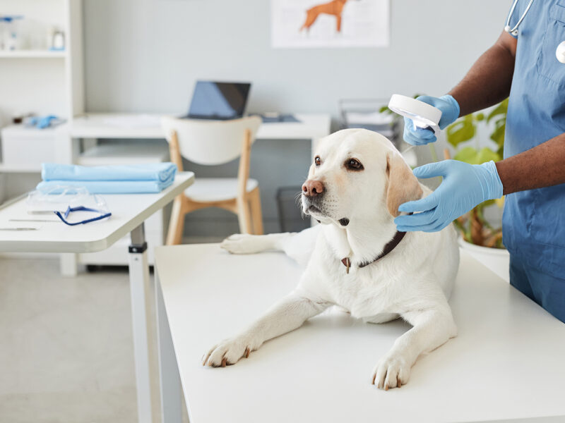 Վետլայֆ Անասնաբուժական Կլինիկա - Vetlife Veterinary Clinic