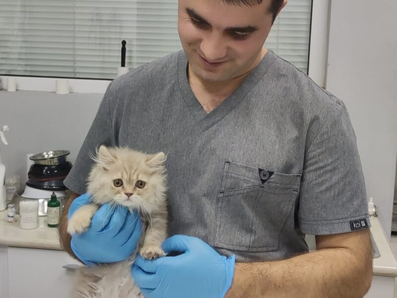 Վետ Լայն Անասնաբուժական Կլինիկա - Vet Լine Veterinary Clinic