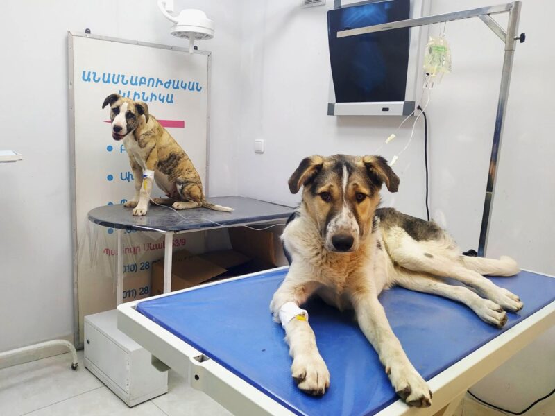 Դոկտոր Վետ Անասնաբուժական Կլինիկա - Doctor Vet Veterinary Clinic