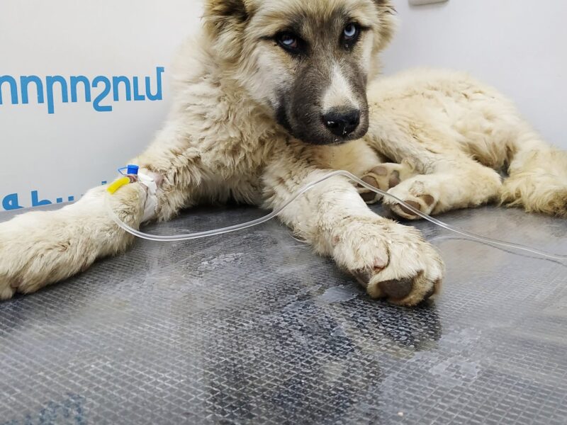 Դոկտոր Վետ Անասնաբուժական Կլինիկա - Doctor Vet Veterinary Clinic